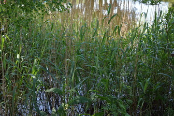 Tall green reeds growing by the lake shore in summer, natural wetland vegetation