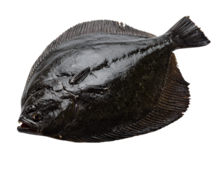 Black Flounder Fish: A whole, fresh turbot fish, dark and sleek, is presented on a pristine white background. Its skin is smooth, scales visible, and a rich, dark color.