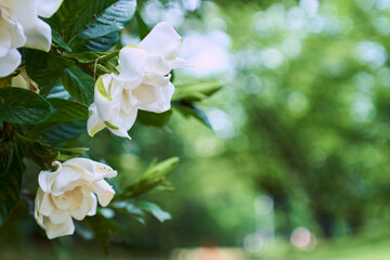 初夏を彩るクチナシの白い花の背景画像
