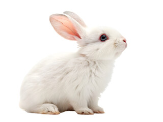 Obraz premium White rabbit, isolated on white background
