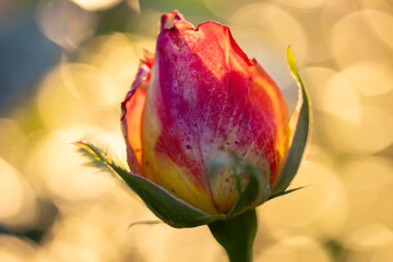Rosebud in the sunset light