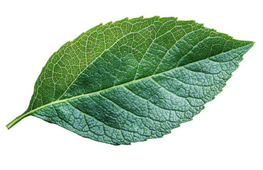 Obraz premium Leaf macro isolated on transparent background. PNG