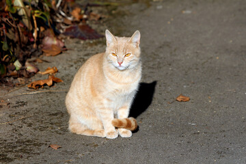 Light orange tabby cat with amber eyes sits upright on a sunlit pavement, surrounded by dry autumn...