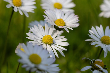 Obraz premium Close-up of daisy flowers in a green meadow