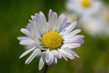 Obraz premium Close-up of daisy flower in a green meadow
