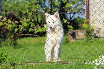 White fluffy dog stands alert behind a wire fence, surrounded by lush green grass and garden...