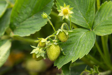 Strawberry branch with unripe berries in a garden bed