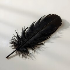 Black Feather on White Background with Soft Shadow, Minimalist Nature Photography.