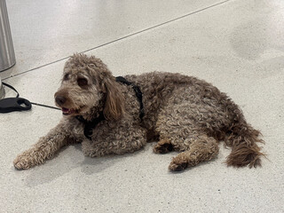 The dark brown moyen poodle is waiting for someone.