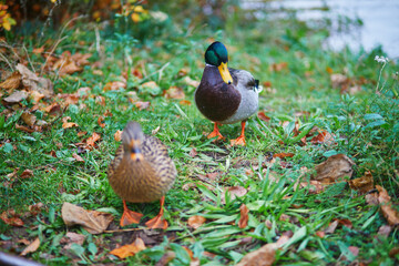 Ducks in Montsouris oark on a nice autumn day in Paris, France.
