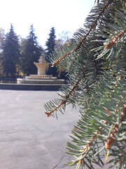park and fountain and close-up of a fir branch