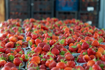 Farmer's strawberry harvest ready for shipment to wholesale buyers