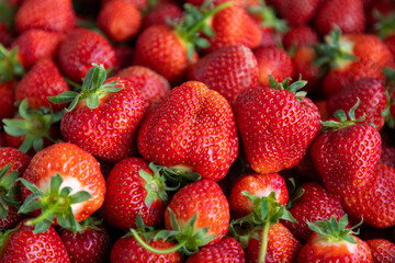 The strawberry harvest close up