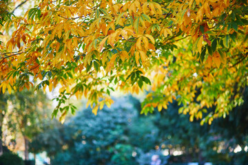 Tree branch with colorful autumn leaves on a beautiful fall day.