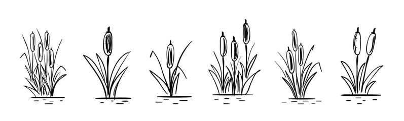 Outline swamp reed plant in water, wetland cattail, lake grass, hand drawn isolated illustration., Hand Drawn Cattail Botanical Vector in Line Art, Cattail Hand Drawn Vector Line vector illustration