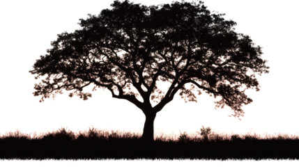 Silhouette of a lone tree set against a vibrant fiery sky during sunset with dramatic lighting and natural landscape isolated on white background