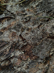 Detailed Close-up of Rough Tree Bark Texture