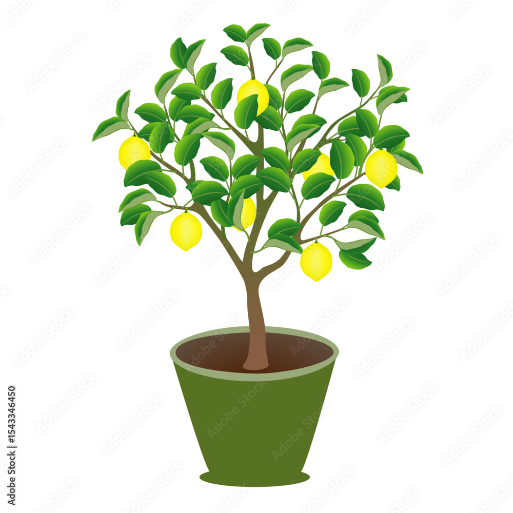 Wall mural lemon tree in a pot on a white background..eps