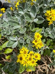 Closeup photo of Daisy Bush with yellow flowers and its signature silver green, felted leaves.