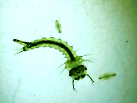 Mosquito larva  ona mocroscope glass