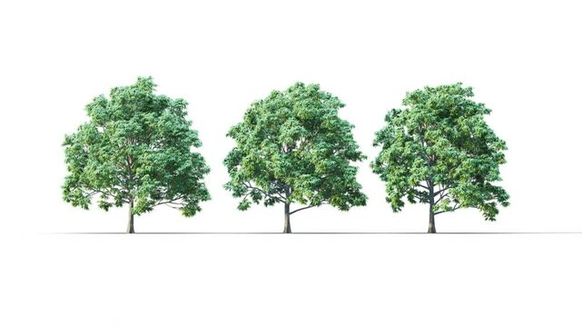 Summer trees swaying in the strong wind. Isolated 3D realistic tree swaying to the wind with alpha matte layer for transparency in the background.