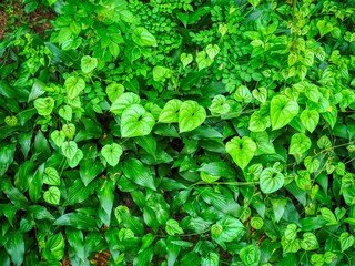 신선한 자연식물 녹색 잎사귀 