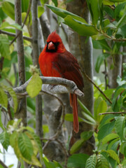 Nature Photography: Vibrant Red Cardinal Perched on Branch in Lush Green Forest

