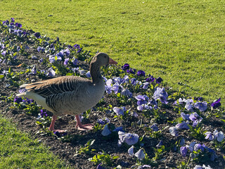 Barnacle goose is pecking for food in a garden area in Munich, Germany.