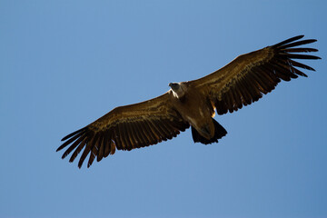 Vulture in the Rio Lobos Canyon Natural Park, Soria, Castilla y Leon, Spain