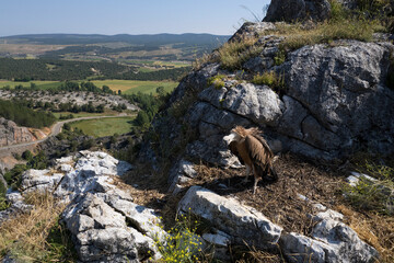 Vulture in the Yecla canyon, Santo Domingo de Silos, Burgos, Castilla y Leon, Spain