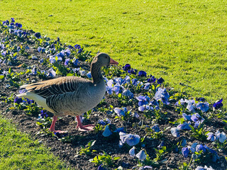 Barnacle goose is pecking for food in a garden area in Munich, Germany.