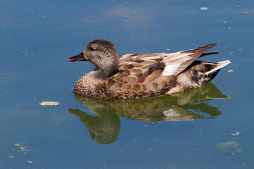 Duck in Salburua, Vitoria, Alava, Spain
