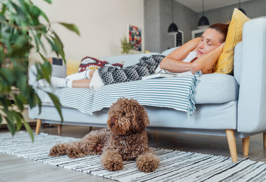 Maltipoo dog lying on carpet while middle aged female sleeping relaxing on comfortable living room sofa enjoying quiet peaceful moment together in cozy home environment