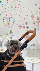 Little black Miniature Schnauzer senior dog smiling on dog cart with white and colorful dot background