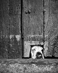 Perro curioso asomado desde puerta antigua – Blanco y negro emocional