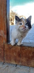 Marokkos Straßenkatze