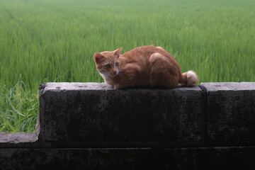 cat on the grass