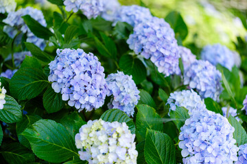 色鮮やかな紫陽花の咲く光景