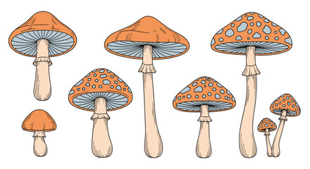 A Collection of Wild Mushrooms Fungi Growing in a Cluster in the Forest