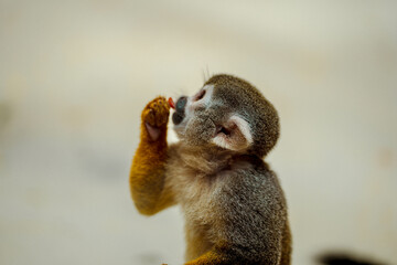 Squirrel Monkey having some food 
