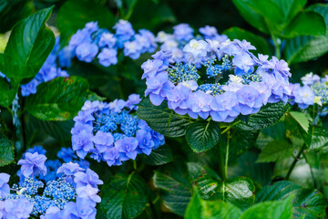 色鮮やかな紫陽花の咲く光景