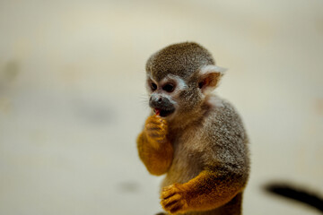 Fototapeta premium Squirrel Monkey having some food 
