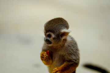 Obraz premium Squirrel Monkey having some food 