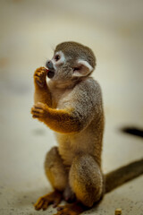 Squirrel Monkey having some food 