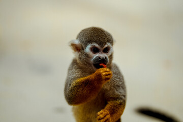 Squirrel Monkey having some food 