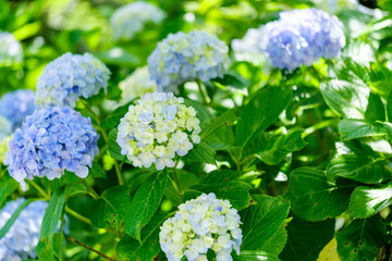 色鮮やかな紫陽花の咲く光景