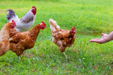 A man feeds chickens and roosters by hand in a green meadow.