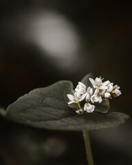 Delicate White Wildflower Cluster on a Dark Leaf in Soft Natural Light
