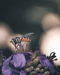 Macro of Hoverfly on Purple Wildflower in Soft Natural Light