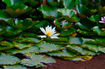 lotus water lily flower in the swamp